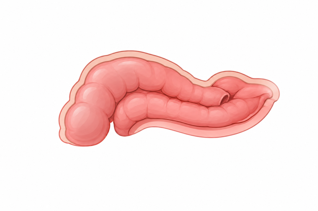 Ilustración médica de un intestino rosado